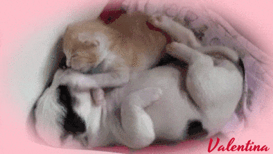 t8zWVMWs6NGI.gif