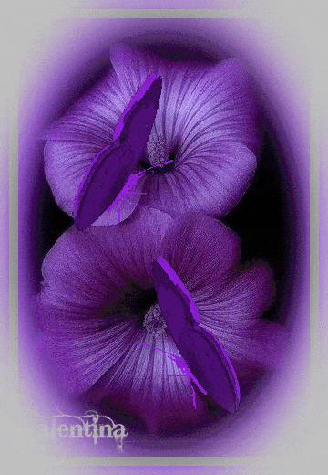 21185536A7KDV7SI.gif